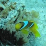 Sindbad submarine sharm el sheikh tours