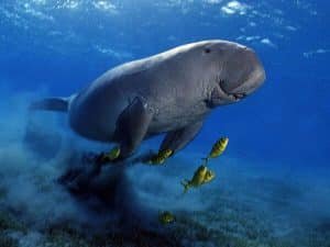 Best Hurghada snorkeling and diving tours