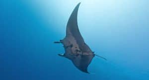 Best places to watch wildlife in Sharm El Sheikh