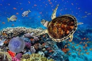 Best sharm el sheikh snorkeling and diving tours