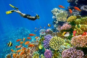 Best Diving Spots in Sharm El Sheikh